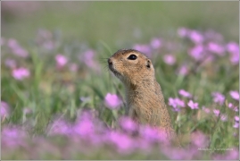 <p>SYSEL OBECNÝ (Spermophilus citellus)</p>